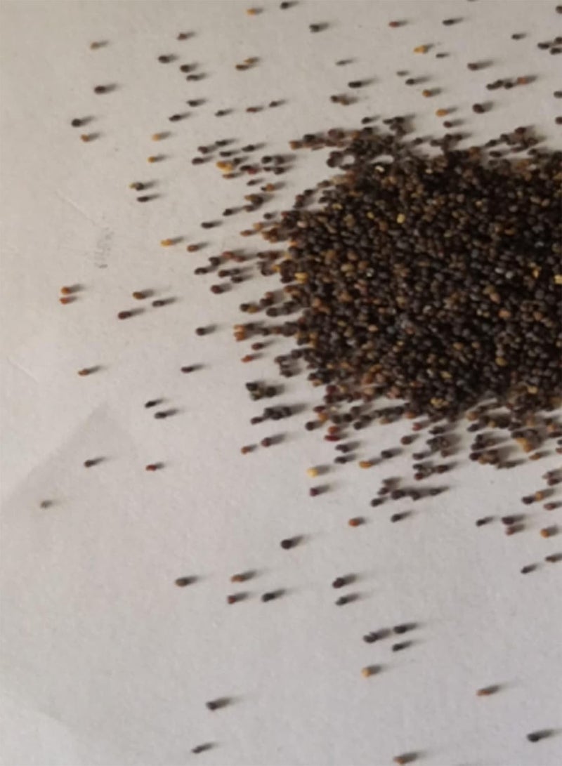 جي جوت 100 قطعة/حقيبة من بذور البتونيا، نباتات بونساي سنوية معلقة لتزيين الطاولة، بذور نباتات البتونيا للزينة - Image 2