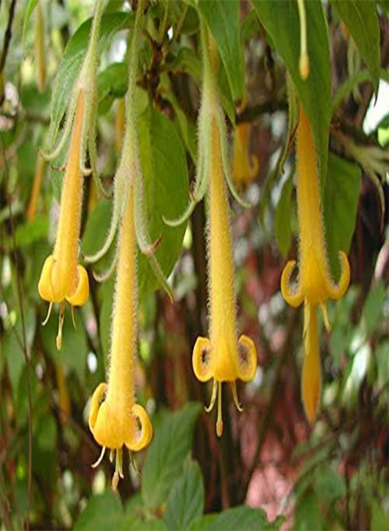 GGOOT seeds 50 pcs Fresh Fuchsia Hanging Flower Seeds for Planting Yellow