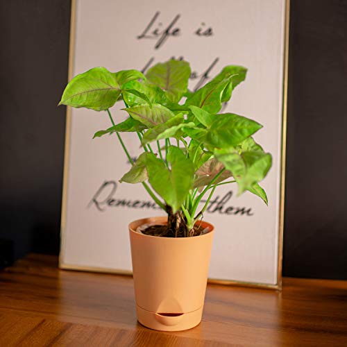 garbnoire Self Watering Planter Pot with Bottom Tray/Plate - (4 inch) Indoor Outdoor Balcony Plant Pot | Home Garden Office Flowering Container Cover | Living Room Decor (Ivory, 3) - Image 1