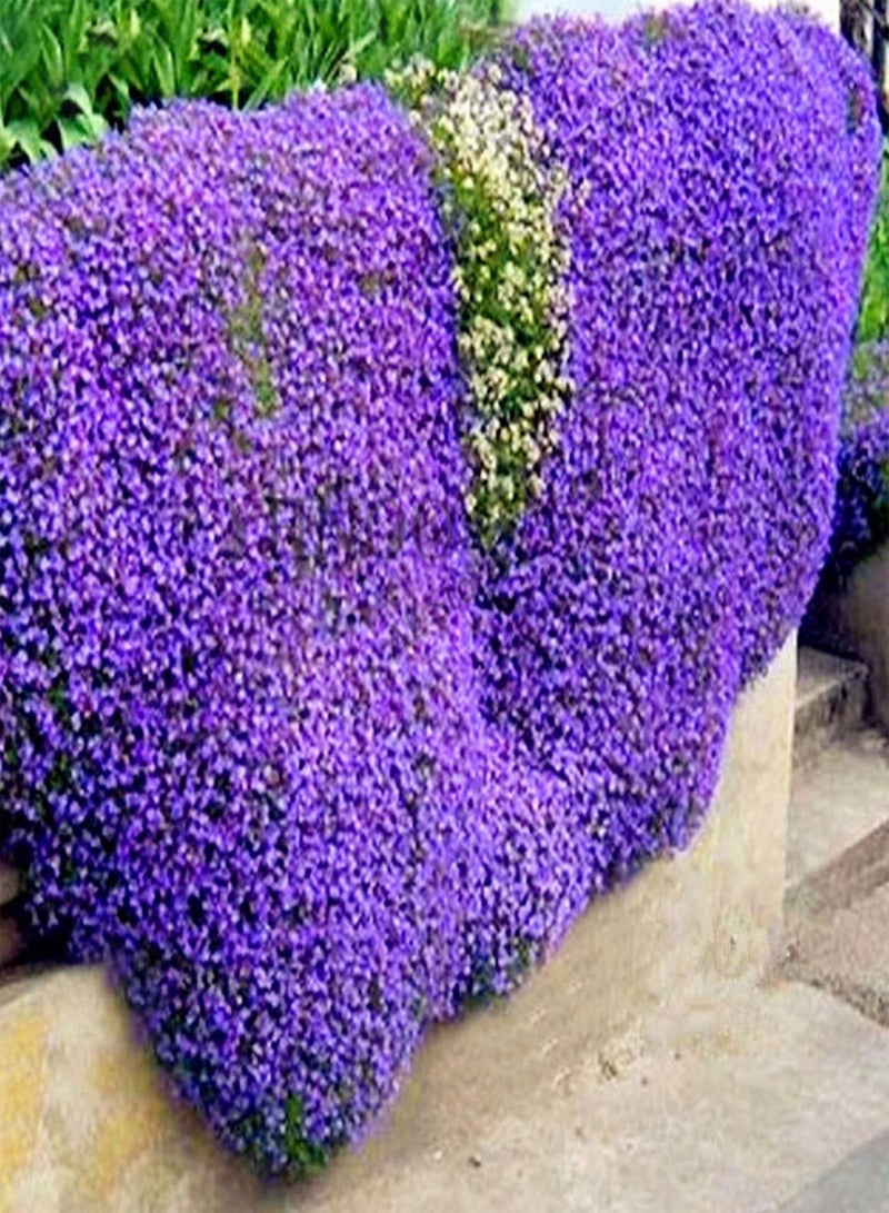 GGOOT 500Pcs/Bag Rock Cress Seeds Easy to Grow Ground Cover Flower Multi-Color Grassland Plant Seeds for Lawn Plant Seeds Safe for Park - Image 2