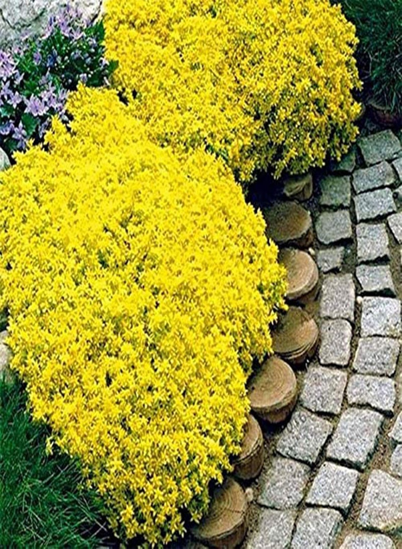 GGOOT 500Pcs/Bag Rock Cress Seeds Easy to Grow Ground Cover Flower Multi-Color Grassland Plant Seeds for Lawn Plant Seeds Safe for Park - Image 1