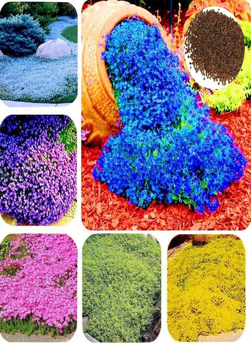 GGOOT 500Pcs/Bag Rock Cress Seeds Easy to Grow Ground Cover Flower Multi-Color Grassland Plant Seeds for Lawn Plant Seeds Safe for Park - Image 3