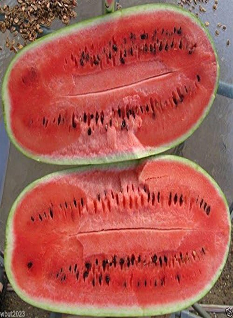 GGOOT Watermelon Seeds,(charleston Grey) Non-gmo Heirloom 50 Seeds - Image 1