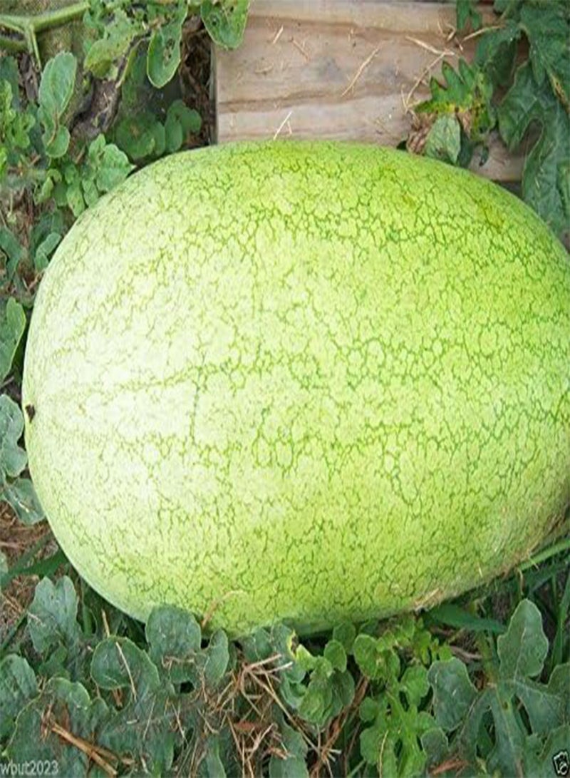 GGOOT Watermelon Seeds,(charleston Grey) Non-gmo Heirloom 50 Seeds - Image 2