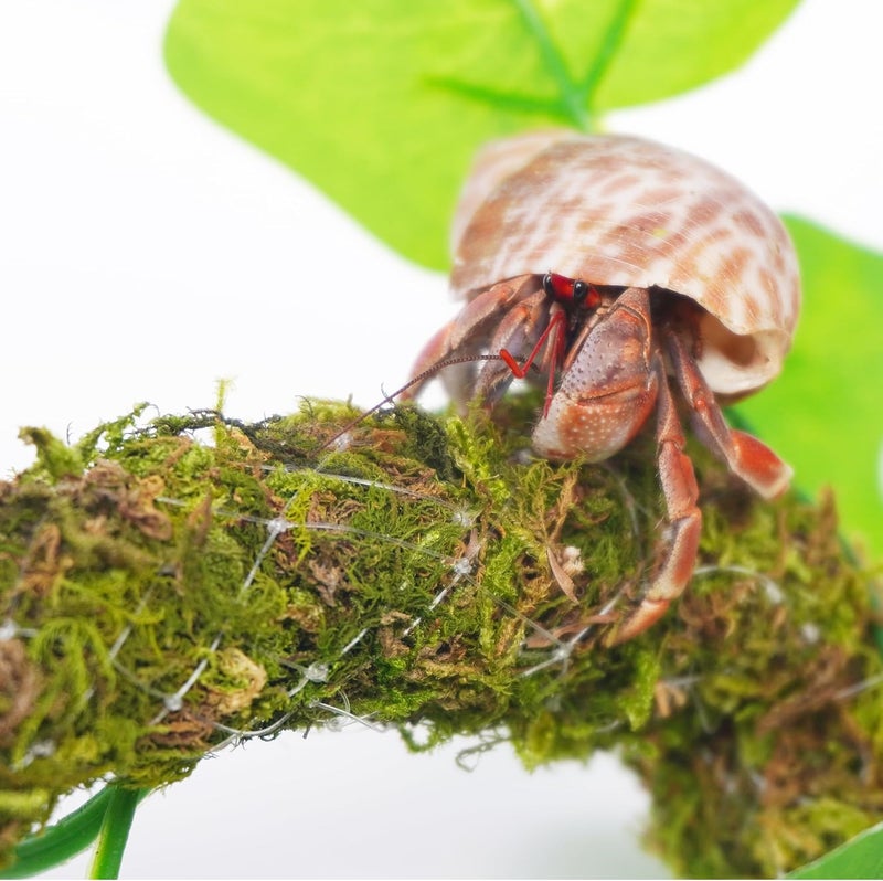 Begeterday Hermit Crab Climbing Toy with Artificial Vines, 25 Inch Bendable Hermit Crab Supplies, Great Accessory for 10 Gallon Hermit Crab Tank - Image 2