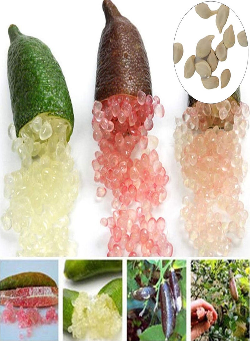 جي جوت 50 قطعة/حقيبة من بذور الحمضيات الأسترالية، مليئة بفيتامين سي، بذور البرتقال الحلوة والحامضة المغذية للزراعة، 1 بذور الحمضيات الأسترالية - Image 2