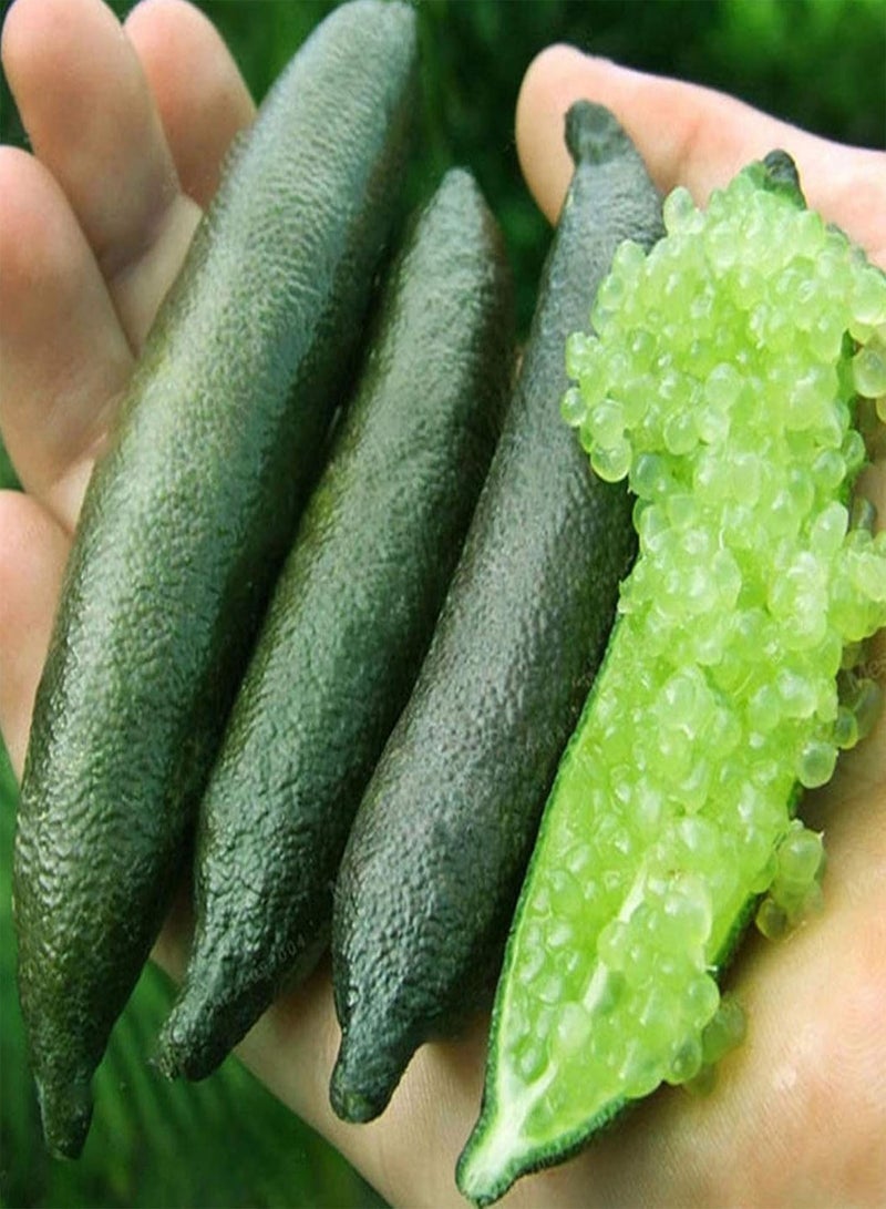 جي جوت 50 قطعة/حقيبة من بذور الحمضيات الأسترالية، مليئة بفيتامين سي، بذور البرتقال الحلوة والحامضة المغذية للزراعة، 1 بذور الحمضيات الأسترالية - Image 3