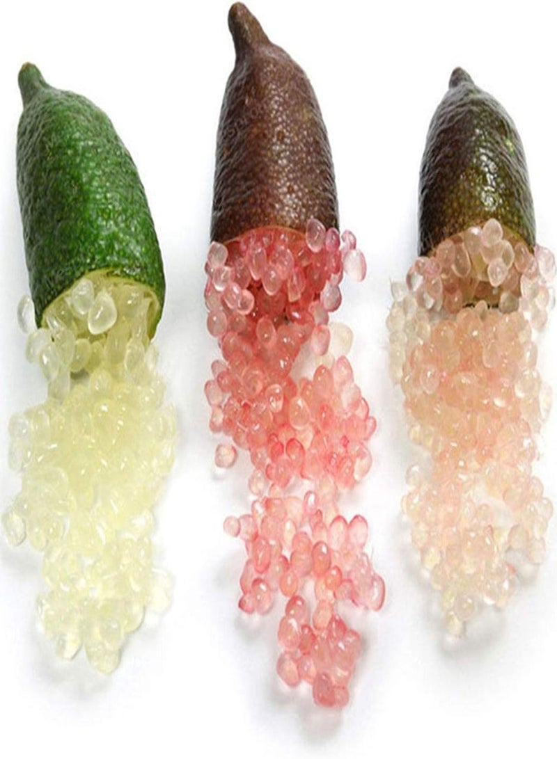 جي جوت 50 قطعة/حقيبة من بذور الحمضيات الأسترالية، مليئة بفيتامين سي، بذور البرتقال الحلوة والحامضة المغذية للزراعة، 1 بذور الحمضيات الأسترالية - Image 1