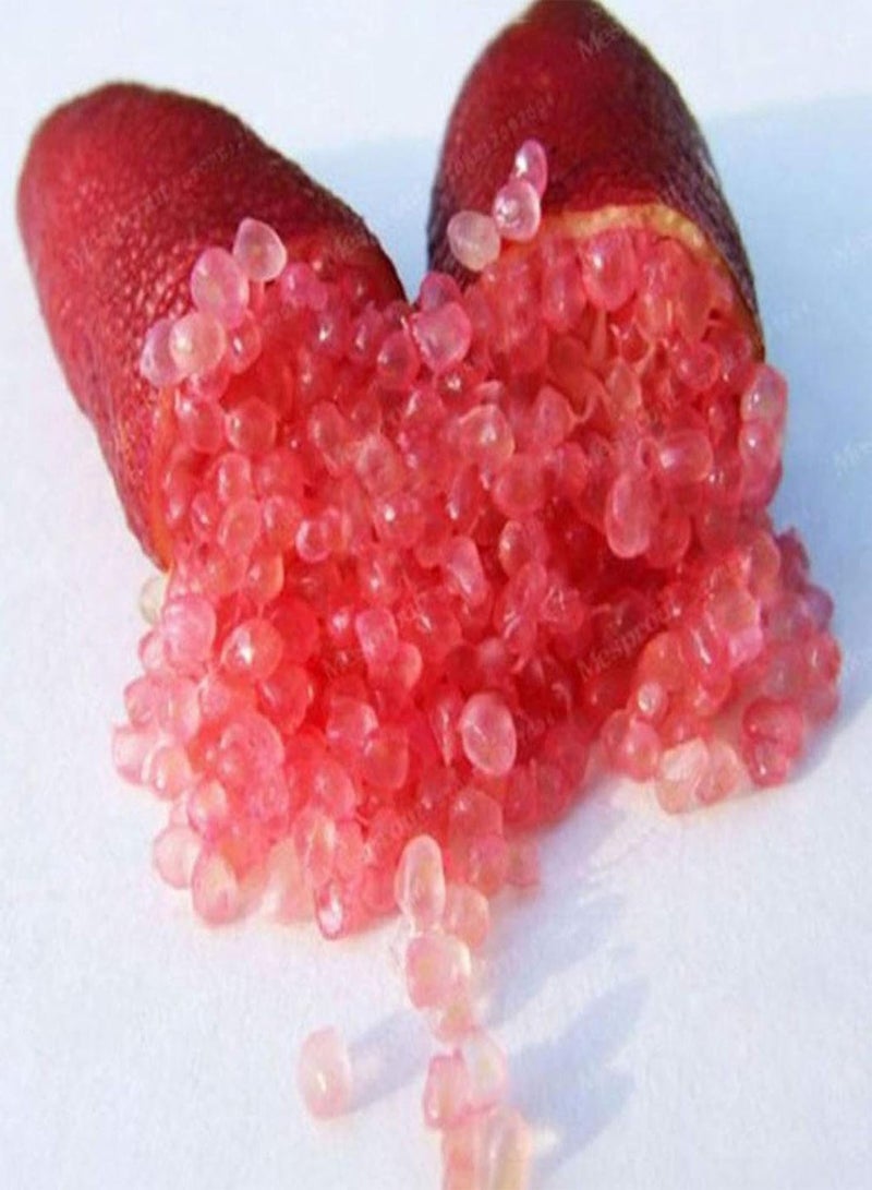 جي جوت 50 قطعة/حقيبة من بذور الحمضيات الأسترالية، مليئة بفيتامين سي، بذور البرتقال الحلوة والحامضة المغذية للزراعة، 1 بذور الحمضيات الأسترالية - Image 5