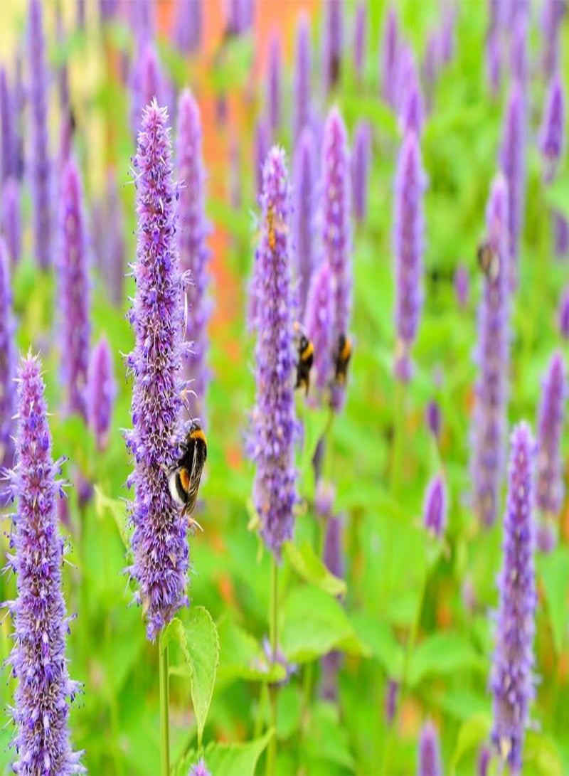 GGOOT Anise Hyssop 10 Seeds, Agastache -Scented,Long Blooming,Upright Perennial