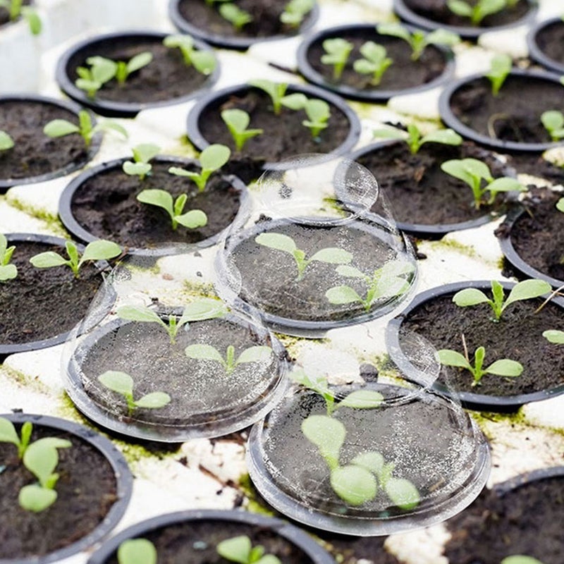 2 Sets Soilless Planting Basket Balcony Hydroponic Baskets and Lids for Germination Starting System - Image 3