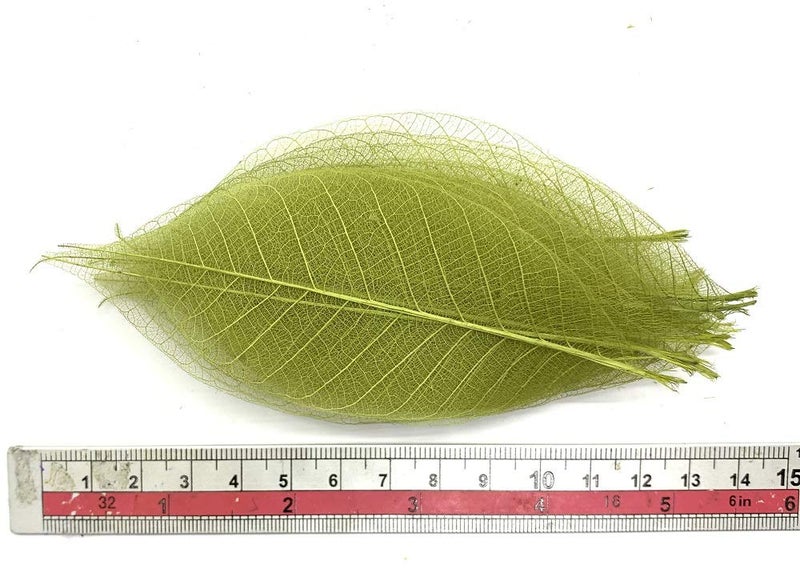 RATREE 888 100 Pcs 4-5 Inch Olive Green Skeleton Leaves Rubber Tree Natural Scrapbook Craft Card DIY Craft Using for Crafts, Bouquets, Scrapbooks, Decorations, Greeting Cards, Wedding Gifts - Image 3