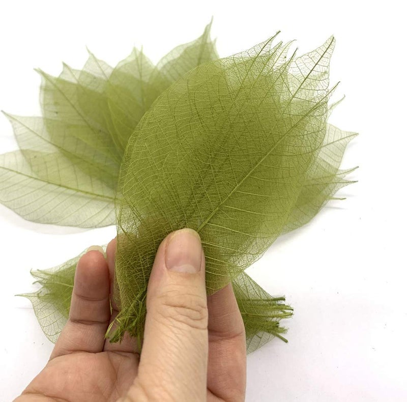 RATREE 888 100 Pcs 4-5 Inch Olive Green Skeleton Leaves Rubber Tree Natural Scrapbook Craft Card DIY Craft Using for Crafts, Bouquets, Scrapbooks, Decorations, Greeting Cards, Wedding Gifts - Image 1