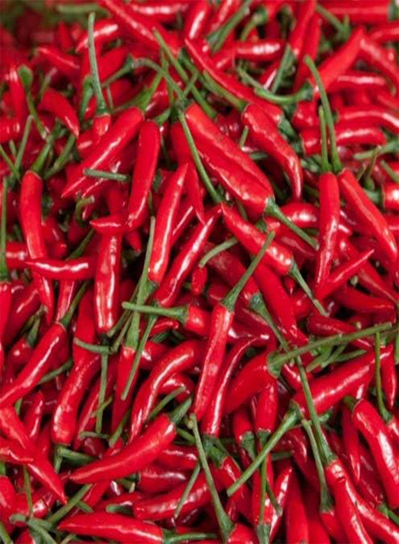 GGOOT FP Chilli Pepper Seeds - Ring O Fire - HOT! Seeds