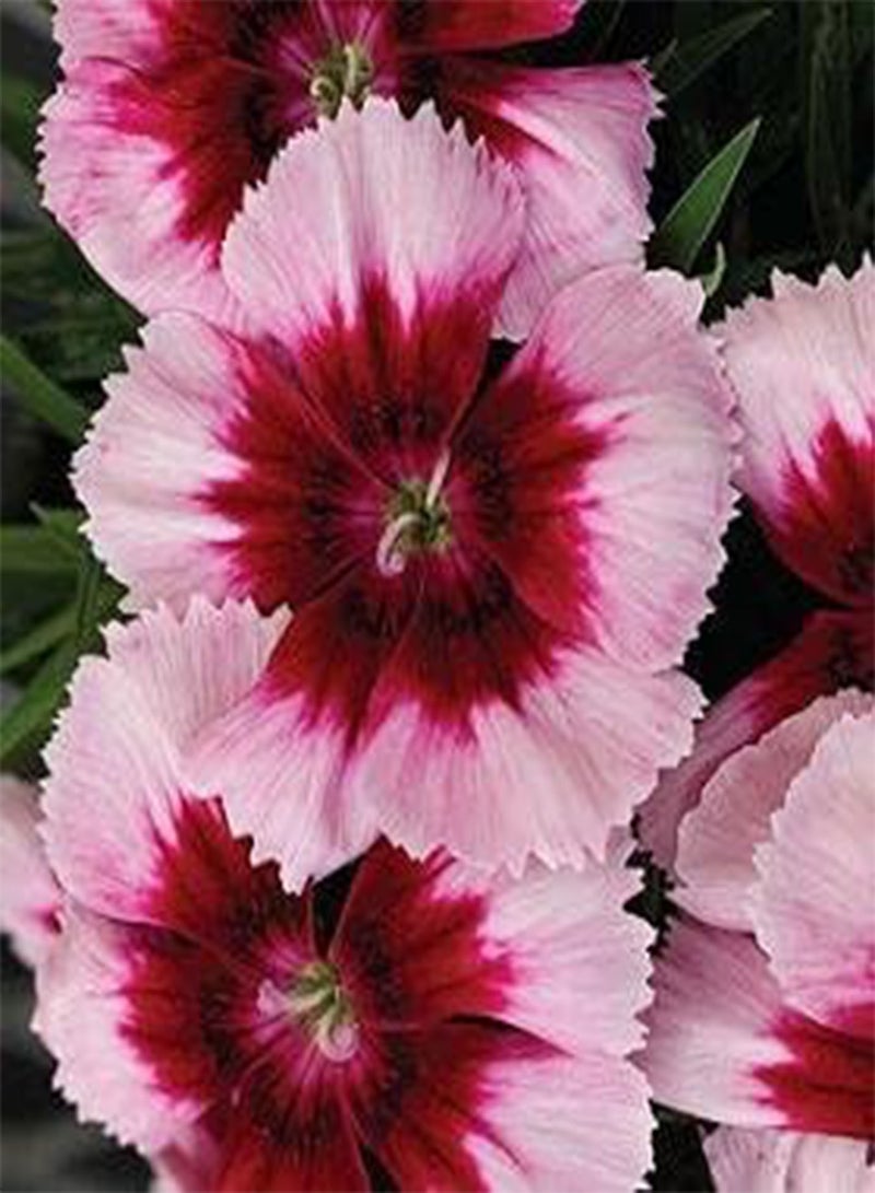 GGOOT Dianthus Parfait Venti Venti Crimson Eye 100 Seeds