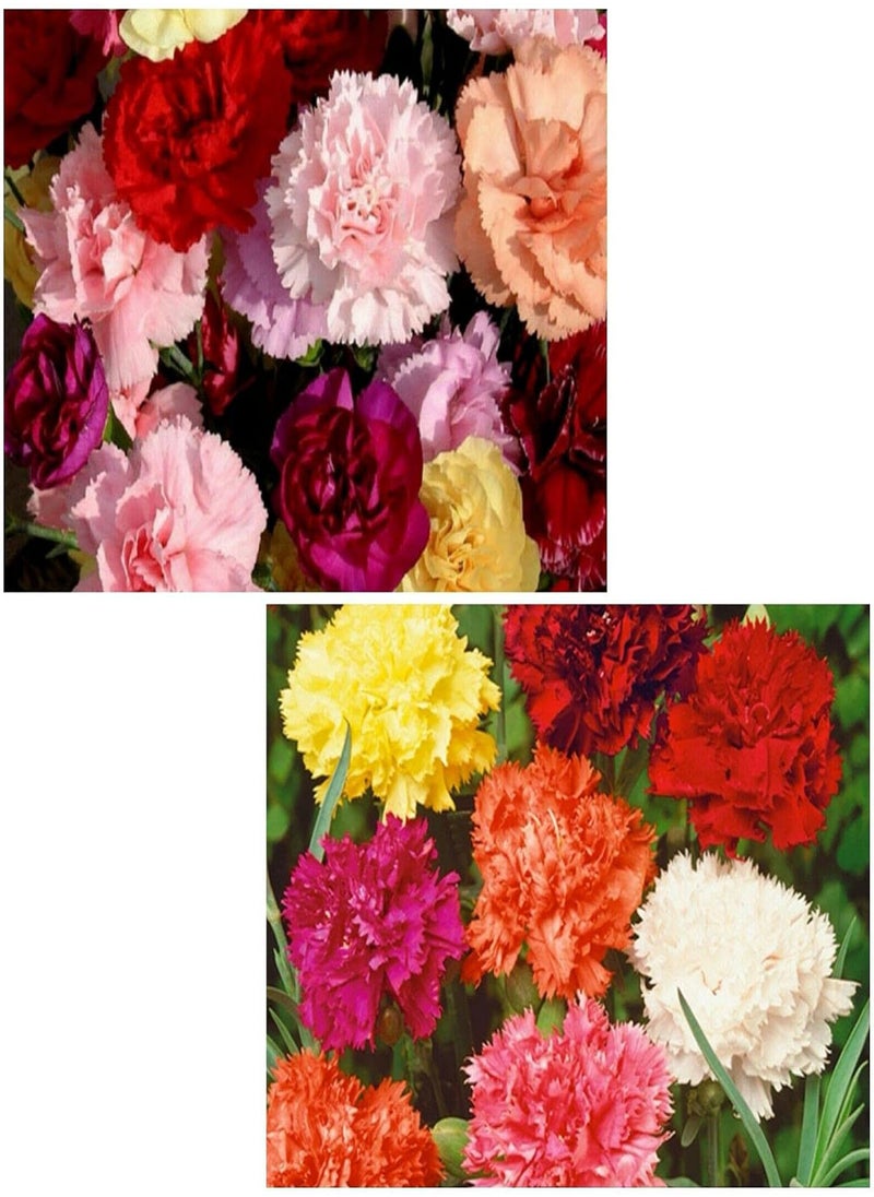 GGOOT Carnation Flowers Mix, Dianthus Caryophyllus by Heavy Torch,10 Seeds 