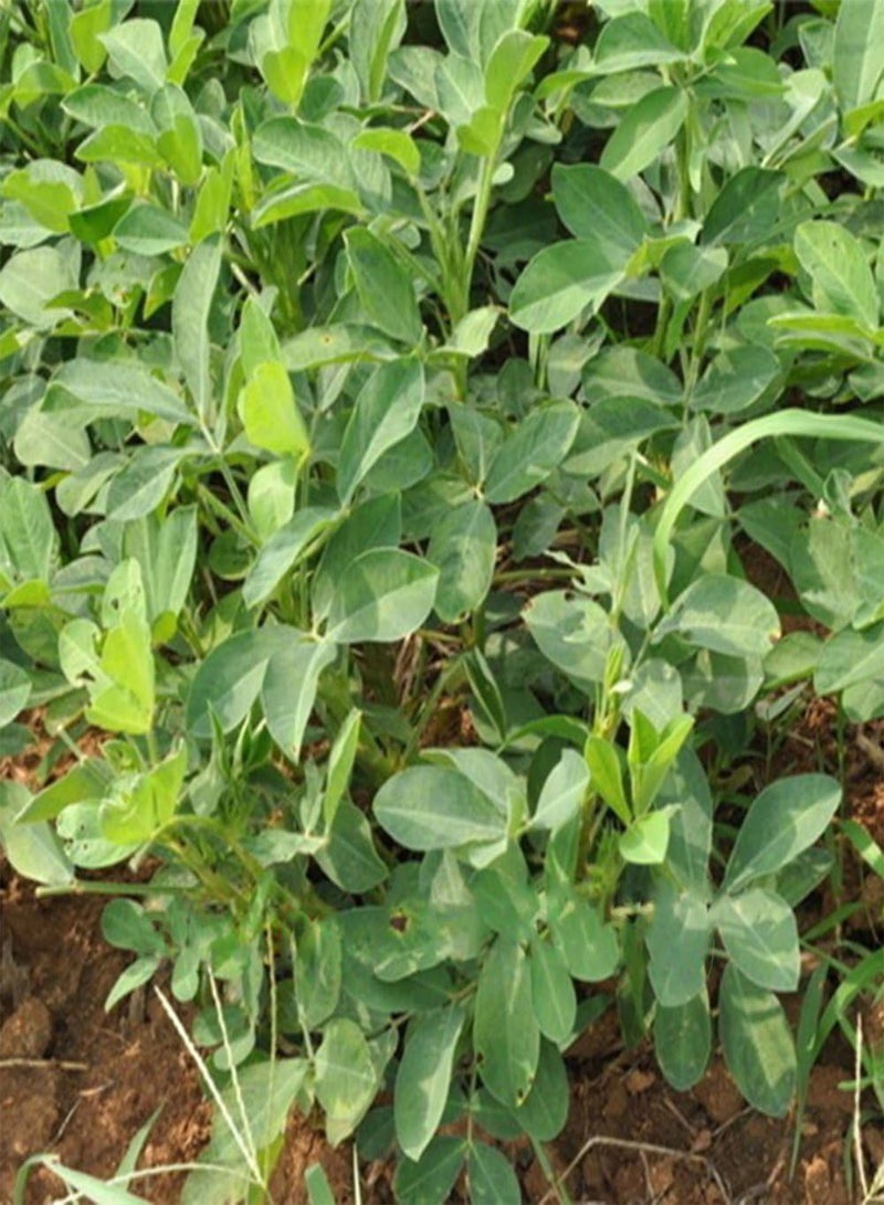 GGOOT 10Pcs Black Peanut Seeds, Heirloom Fruit and Vegetable Home Farm Garden Plant - Image 4