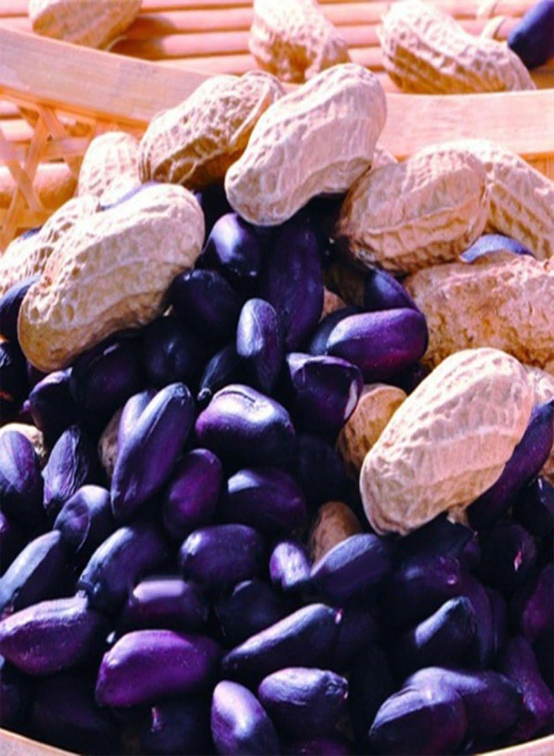 GGOOT 10Pcs Black Peanut Seeds, Heirloom Fruit and Vegetable Home Farm Garden Plant - Image 2