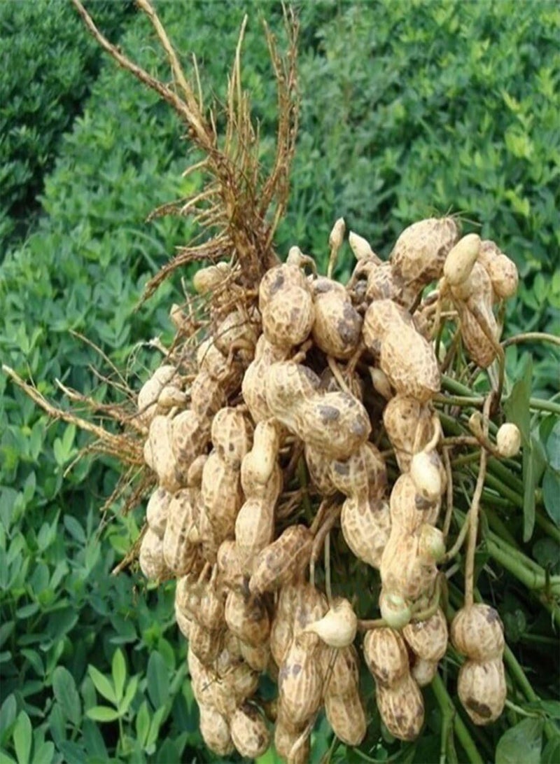 GGOOT 10Pcs Black Peanut Seeds, Heirloom Fruit and Vegetable Home Farm Garden Plant - Image 5