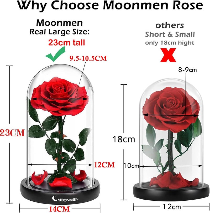 Moonmen Large-size Forever Rose Preserved Flower, Real Eternal Rose in Glass Dome Preserved Flower with Luxury Box - Anniversary Gift for Girlfriend Wife Holiday Wedding Birthday (Red) - Image 2
