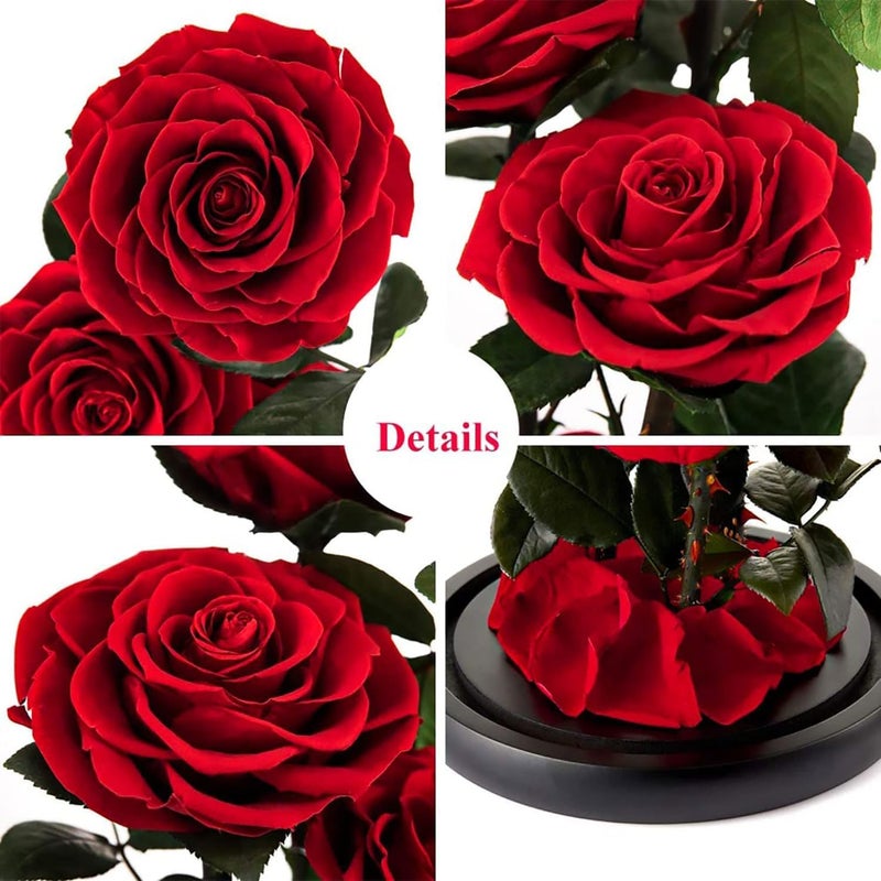 Moonmen Large-size Forever Rose Preserved Flower, Real Eternal Rose in Glass Dome Preserved Flower with Luxury Box - Anniversary Gift for Girlfriend Wife Holiday Wedding Birthday (Red) - Image 3