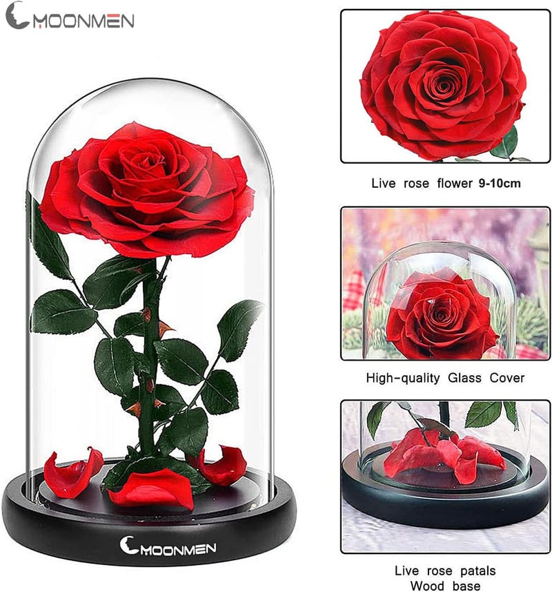 Moonmen Large-size Forever Rose Preserved Flower, Real Eternal Rose in Glass Dome Preserved Flower with Luxury Box - Anniversary Gift for Girlfriend Wife Holiday Wedding Birthday (Red) - Image 4