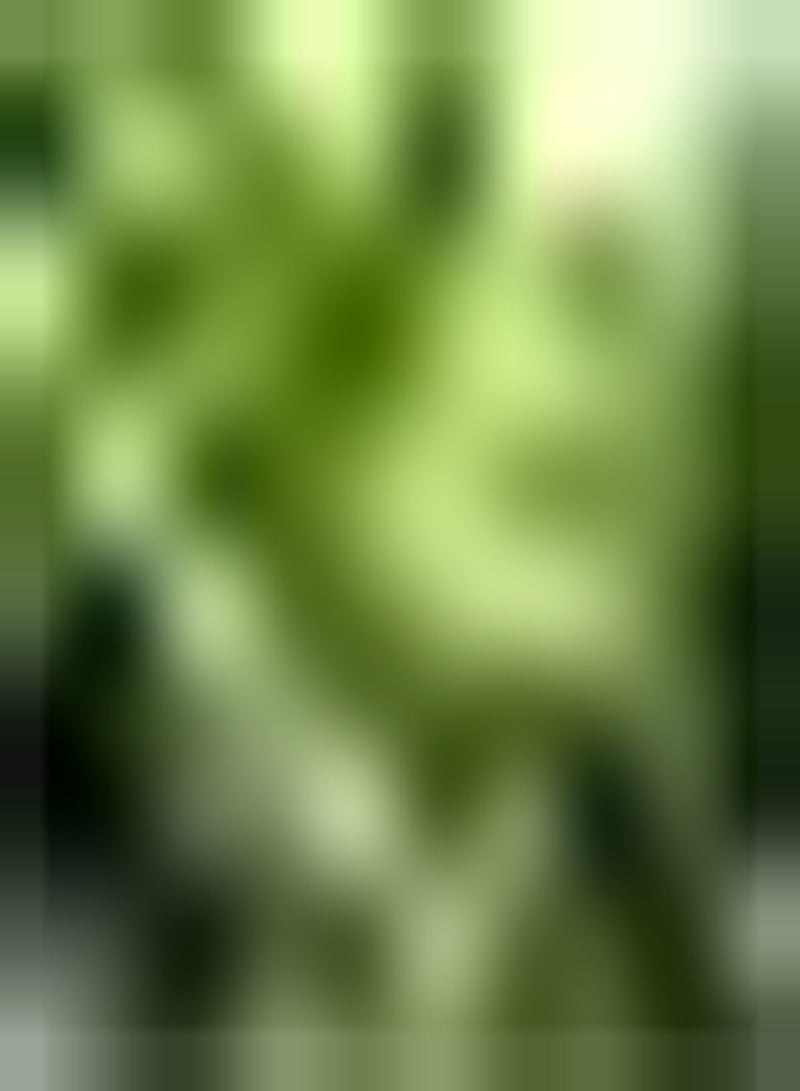 GGOOT 50pcs Bamboo Seeds Winter Hardy Has Shading Effect Make People Pleasing to The Eye Create Unusual Charming Gardening Scenery - Image 2