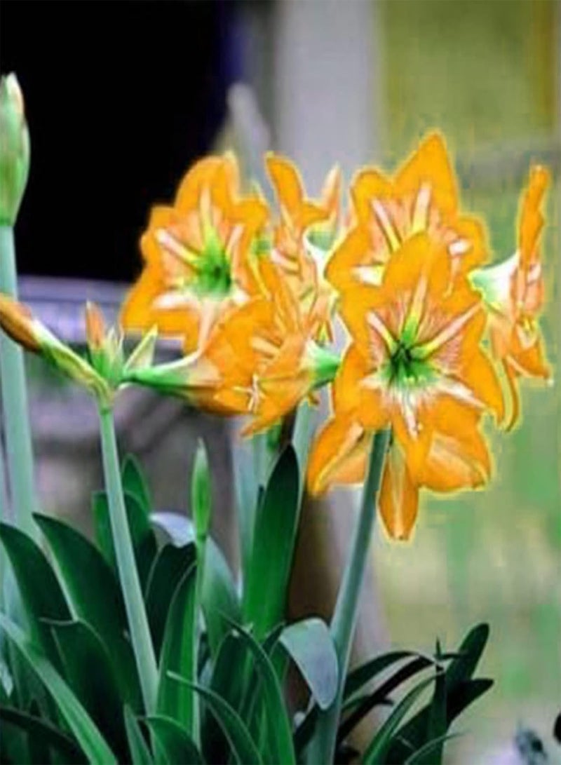 GGOOT Amaryllis Seeds 20Pcs/Bag Amaryllis Seeds Quick Growth Landscaping Non GMO Easy Care Amaryllis Seeds Houseplants Garden Supplies Light Green - Image 5