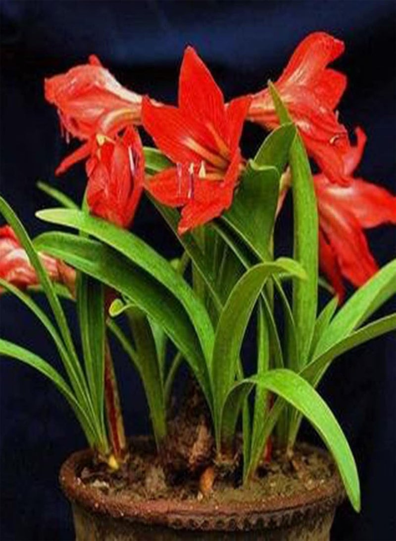 GGOOT Amaryllis Seeds 20Pcs/Bag Amaryllis Seeds Quick Growth Landscaping Non GMO Easy Care Amaryllis Seeds Houseplants Garden Supplies Light Green - Image 4