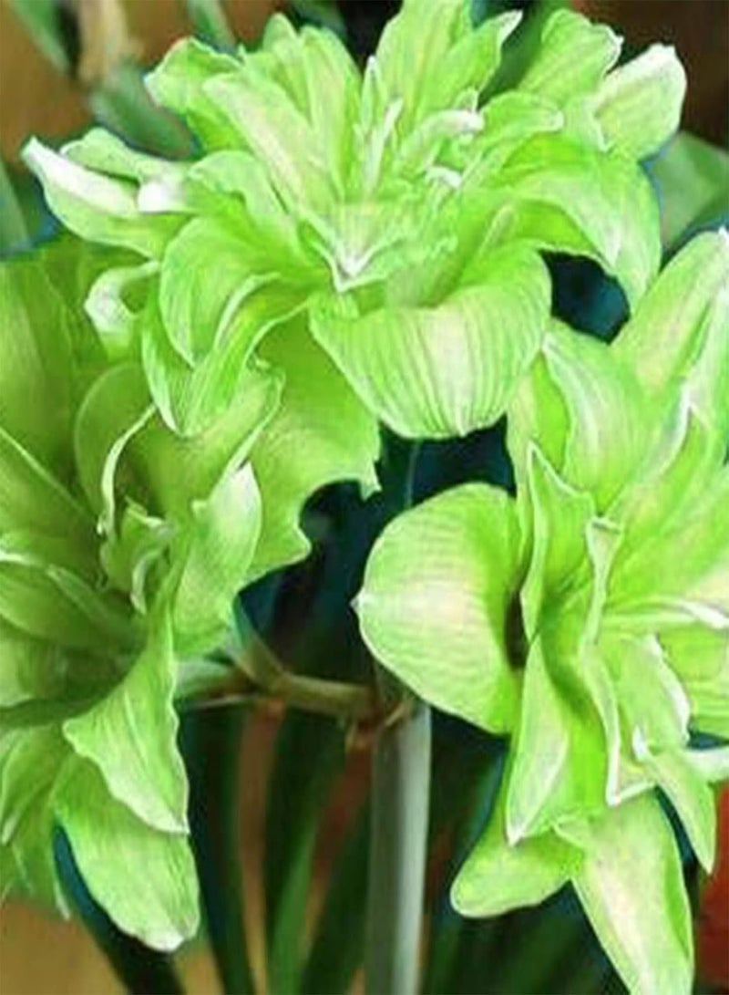GGOOT Amaryllis Seeds 20Pcs/Bag Amaryllis Seeds Quick Growth Landscaping Non GMO Easy Care Amaryllis Seeds Houseplants Garden Supplies Light Green - Image 1