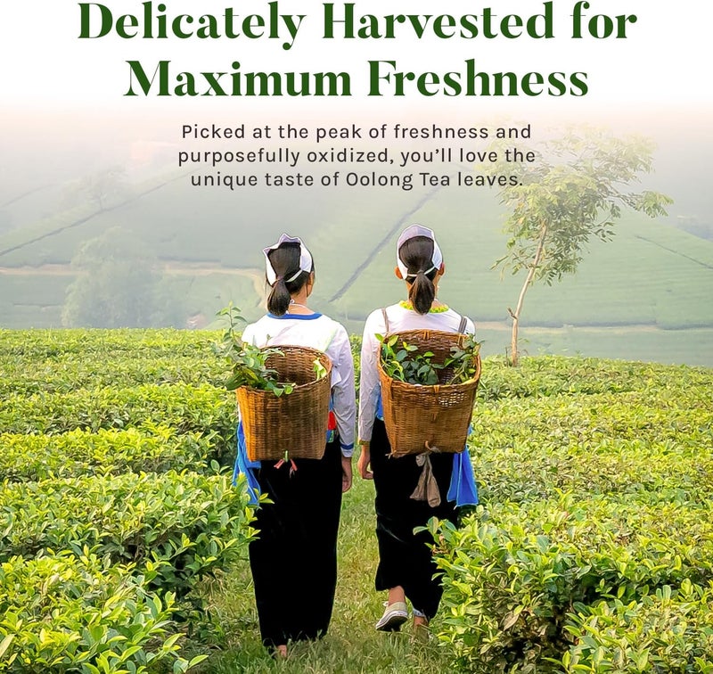 Uncle Lee's Tea Uncle Lee's Premium Oolong Tea - 100 Individually Wrapped Bags - Image 5