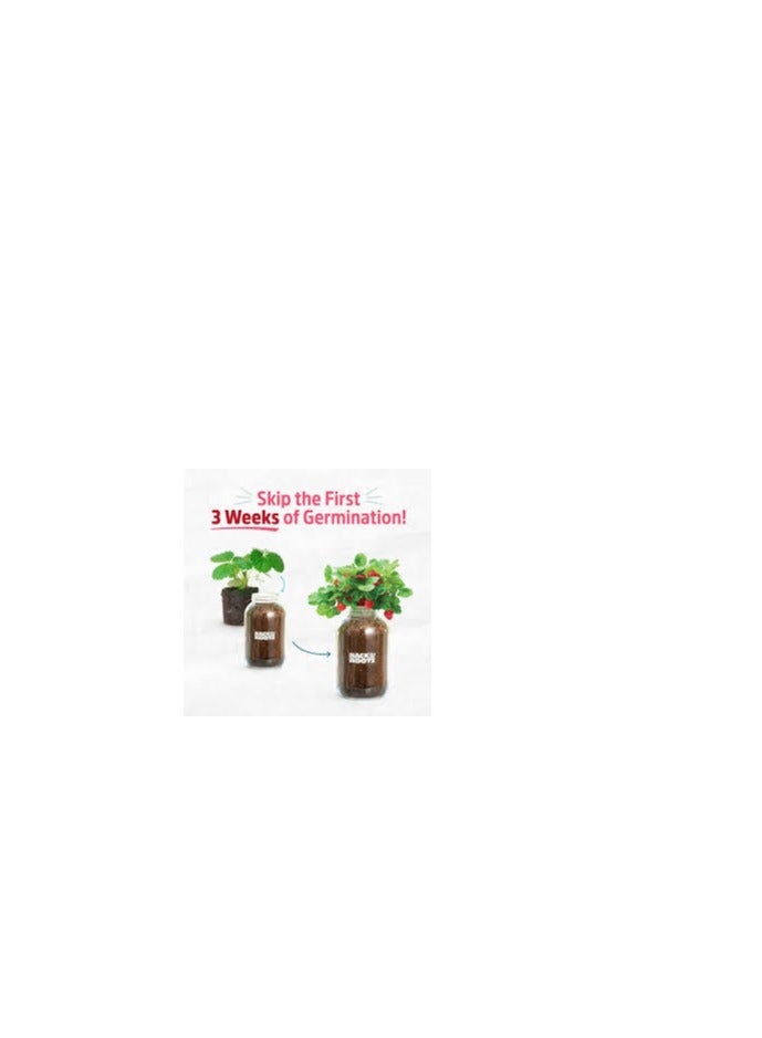 باك تو ذا روتس مجموعة زراعة الفراولة العضوية من Back to the Roots® - Image 2
