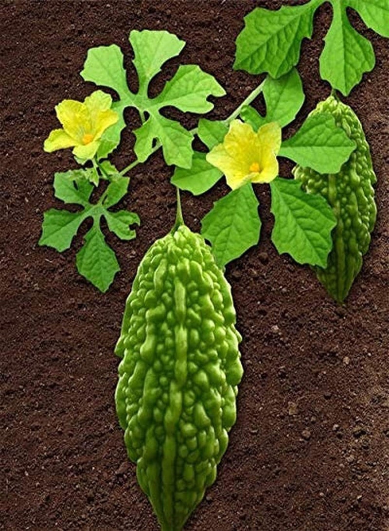 جي جوت 50 قطعة من أطعمة المرارة الأساسية من الفريش الجميلة، لون فريش رائع، توابل نباتية في حديقة فاكهة خضراء جيدة للأطفال - Image 1