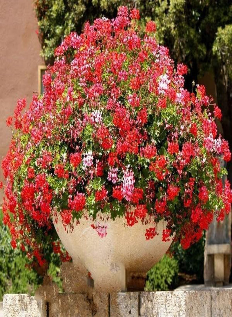 5 Seeds F2 Geranium Mix Pelargonium peltatum Fast Growing Hanging Baskets for Seeds ing Garden Yard Patio and Useful for Gifts: Only Seeds