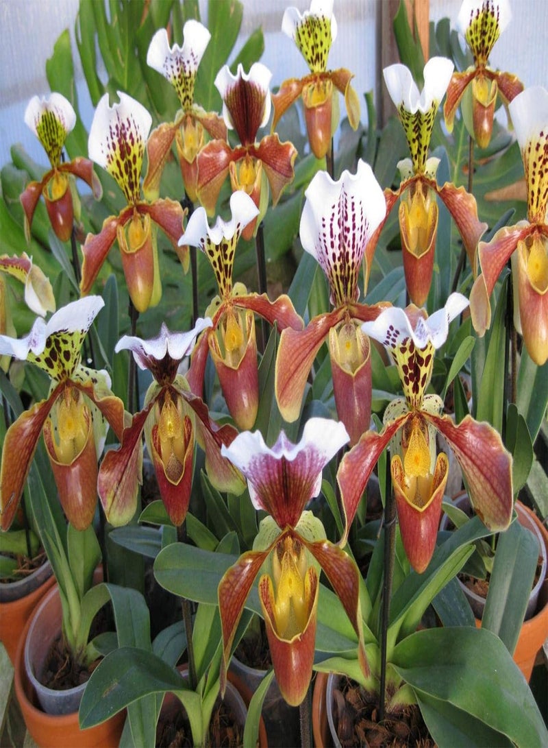 GGOOT seeds 100 Lady Slipper Orchid Plant seeds - Image 3