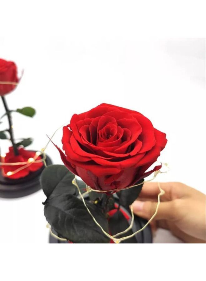 Preserved Rose Enchanted Rose Red Silk Rose in Glass Dome with LED Lights Pine Base Romantic Home Décor Gifts for Mothers Day Wedding Anniversary Birthday - Image 3
