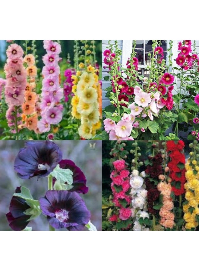 1000 Pcs Hollyhock Flower Seeds , Mixed Color Seeds for Hollyhock Double Flowered Mix seeds - Image 4