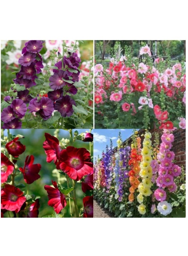 1000 Pcs Hollyhock Flower Seeds , Mixed Color Seeds for Hollyhock Double Flowered Mix seeds - Image 1