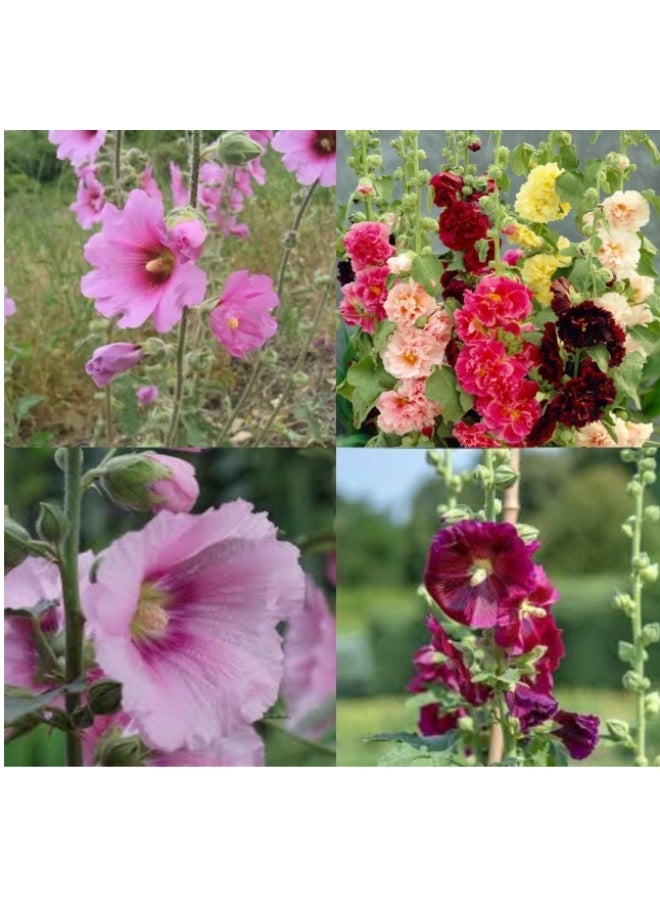 1000 Pcs Hollyhock Flower Seeds , Mixed Color Seeds for Hollyhock Double Flowered Mix seeds - Image 2