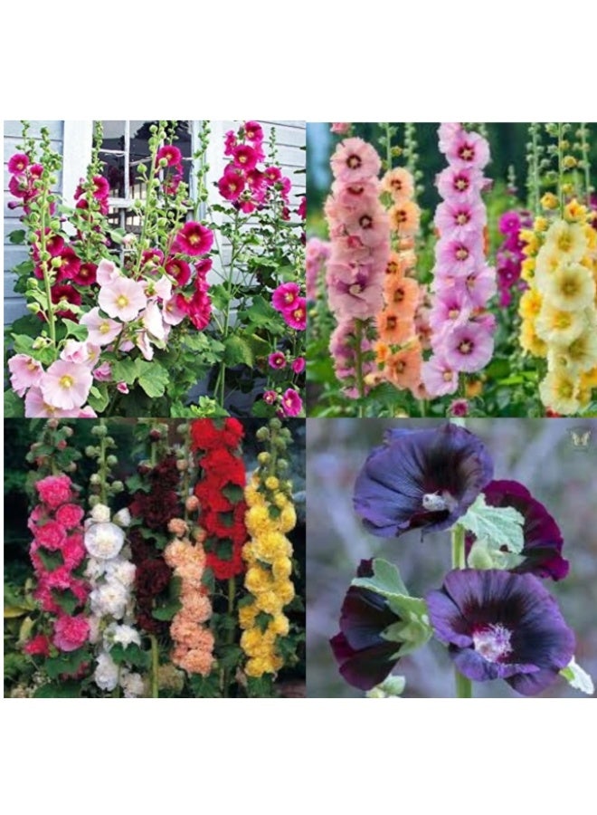 1000 Pcs Hollyhock Flower Seeds , Mixed Color Seeds for Hollyhock Double Flowered Mix seeds - Image 3