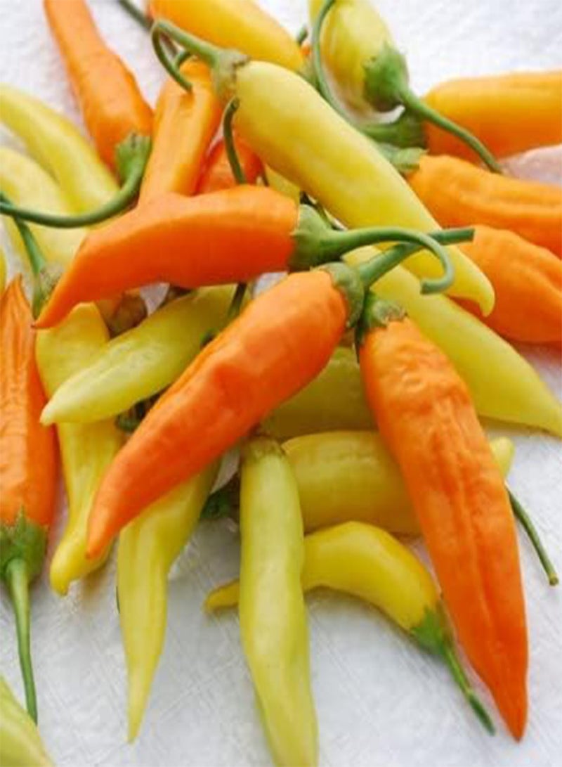 GGOOT Havana Gold Pepper - Capsicum baccatum Vegetable Seeds, Home Garden Planting by Heavy Torch, 15 Seeds - Image 1