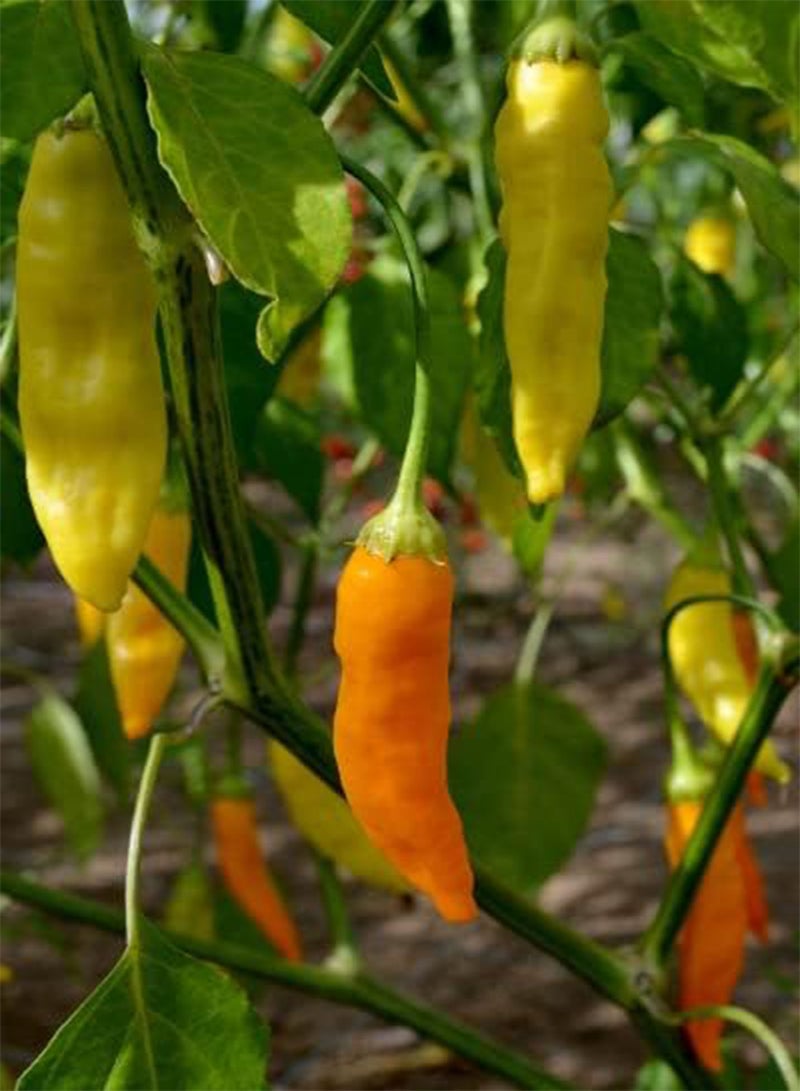 GGOOT Havana Gold Pepper - Capsicum baccatum Vegetable Seeds, Home Garden Planting by Heavy Torch, 15 Seeds - Image 2