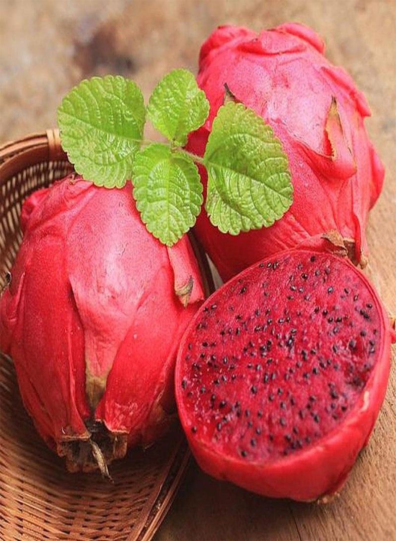 GGOOT 100pcs Heirloom Pitaya Seeds Exotic Fruit Trees Can Both Harvested and Admired Unique Red Dragon Fruit Add Color to The Garden - Image 1