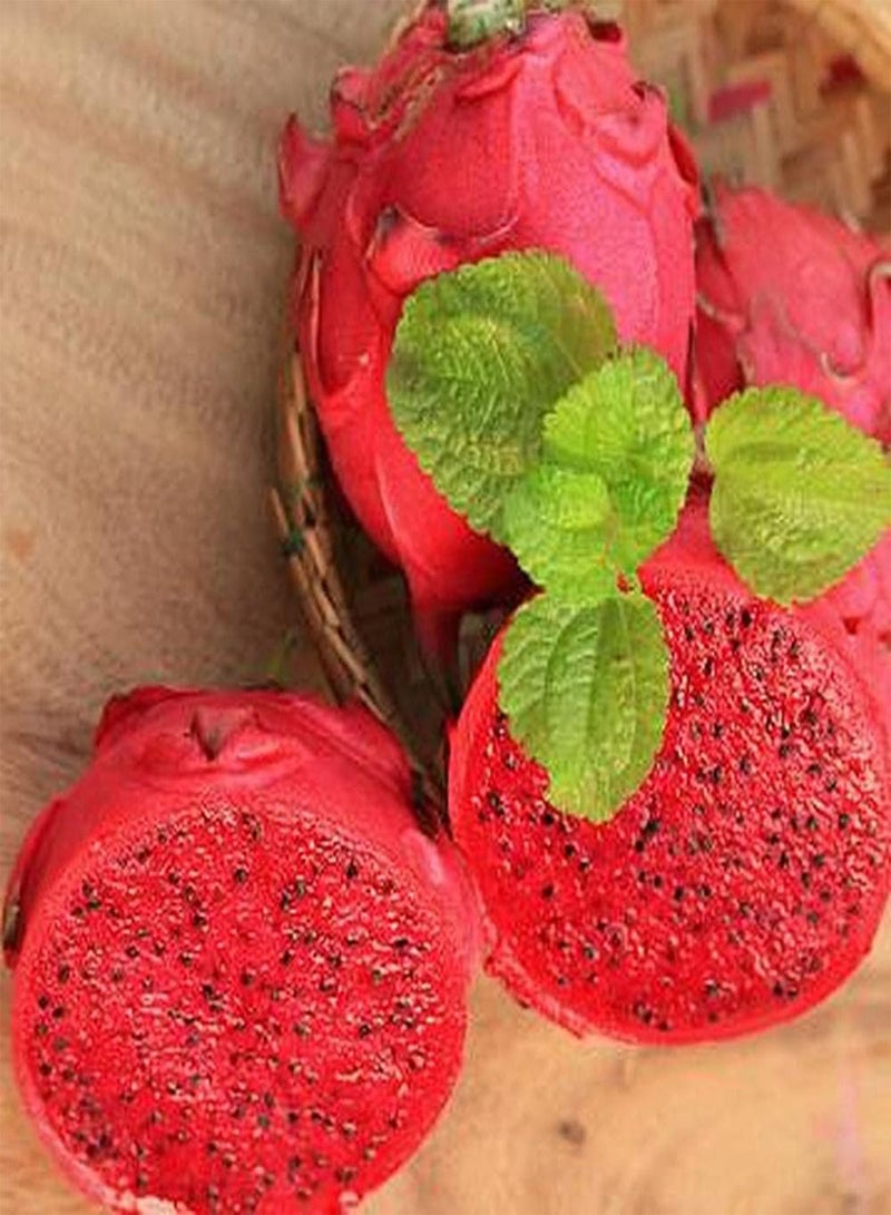 GGOOT 100pcs Heirloom Pitaya Seeds Exotic Fruit Trees Can Both Harvested and Admired Unique Red Dragon Fruit Add Color to The Garden - Image 3