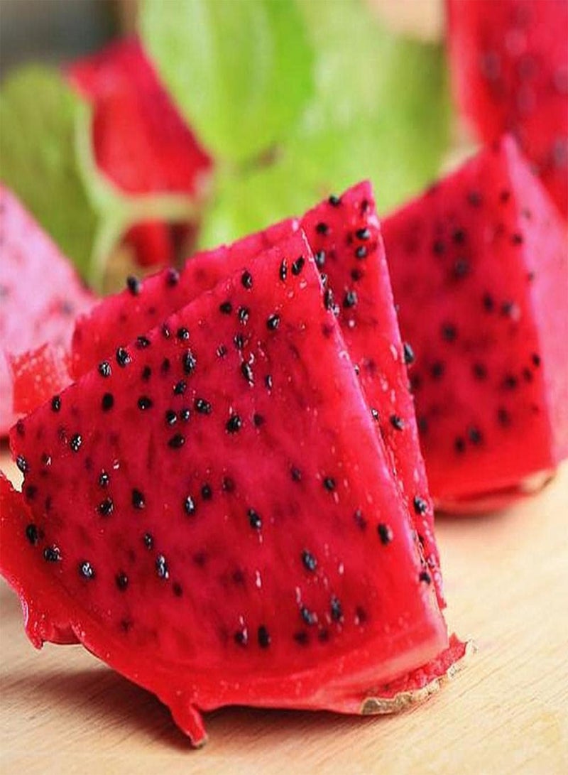 GGOOT 100pcs Heirloom Pitaya Seeds Exotic Fruit Trees Can Both Harvested and Admired Unique Red Dragon Fruit Add Color to The Garden - Image 2
