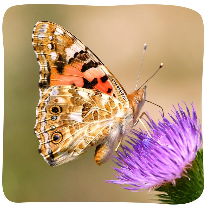 Insect Lore Two Cups of Caterpillars Deluxe - 10 Live Baby Caterpillars with Stickers - Raise and Relase Painted Lady Butterflies - Image 3