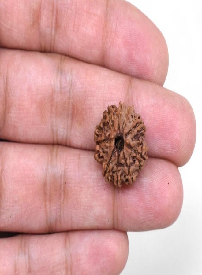 Nau Mukhi Rudraksha أصلي معتمد من Nine Face نيبالي 9 واجه Nav Mukhi Rudrakshaa 9 मुकी रुत्राक्ष नेपाली ओरिगनल للرجال والنساء من IRIS GEMS - Image 3