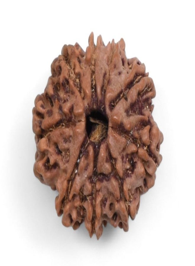 Nau Mukhi Rudraksha أصلي معتمد من Nine Face نيبالي 9 واجه Nav Mukhi Rudrakshaa 9 मुकी रुत्राक्ष नेपाली ओरिगनल للرجال والنساء من IRIS GEMS - Image 4