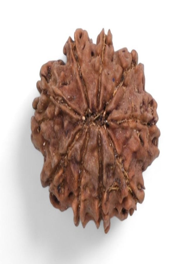 Nau Mukhi Rudraksha أصلي معتمد من Nine Face نيبالي 9 واجه Nav Mukhi Rudrakshaa 9 मुकी रुत्राक्ष नेपाली ओरिगनल للرجال والنساء من IRIS GEMS - Image 2