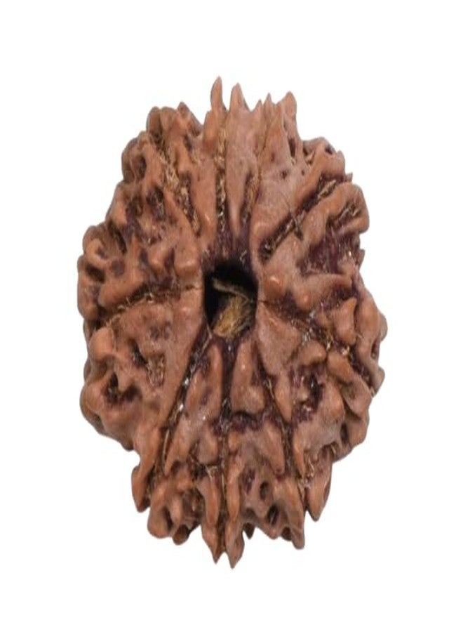 Nau Mukhi Rudraksha أصلي معتمد من Nine Face نيبالي 9 واجه Nav Mukhi Rudrakshaa 9 मुकी रुत्राक्ष नेपाली ओरिगनल للرجال والنساء من IRIS GEMS - Image 1